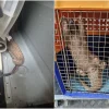 Critically endangered pangolin found inside washing machine near Bukit Batok