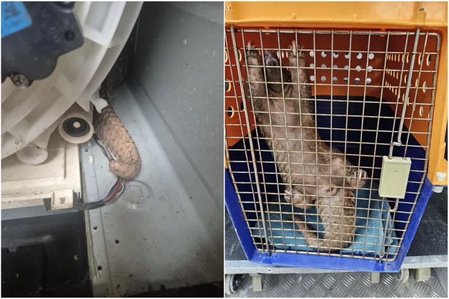 Critically endangered pangolin found inside washing machine near Bukit Batok Critically endangered pangolin found inside washing machine near Bukit Batok