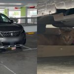 Pet owner turns unused car into makeshift cat house at Yishun car park, Singapore News