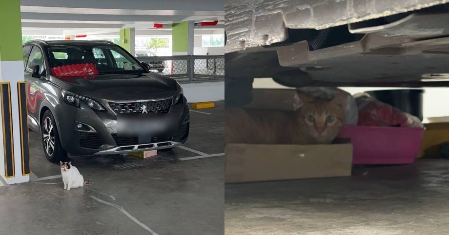 Pet owner turns unused car into makeshift cat house at Yishun car park, Singapore News