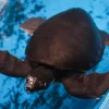 Repatriation of endangered turtles rescued in Singapore delayed