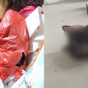 ‘Deliberate, savage killing’: Cat found dead in Yishun rubbish chute with cable tie around neck, Singapore News