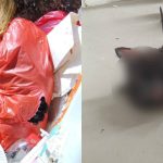 ‘Deliberate, savage killing’: Cat found dead in Yishun rubbish chute with cable tie around neck, Singapore News