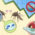 Biting back against dengue – Why experts are cautious despite Singapore’s success in lowering case count