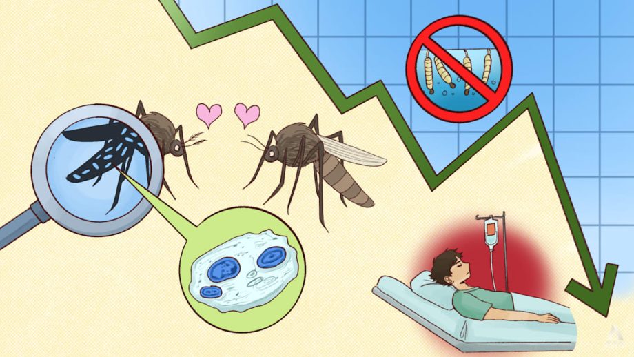 Biting back against dengue – Why experts are cautious despite Singapore’s success in lowering case count