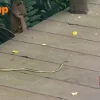Man praises Singapore Zoo for quick action on snake sighting