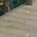 Man praises Singapore Zoo for quick action on snake sighting