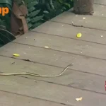 Man praises Singapore Zoo for quick action on snake sighting