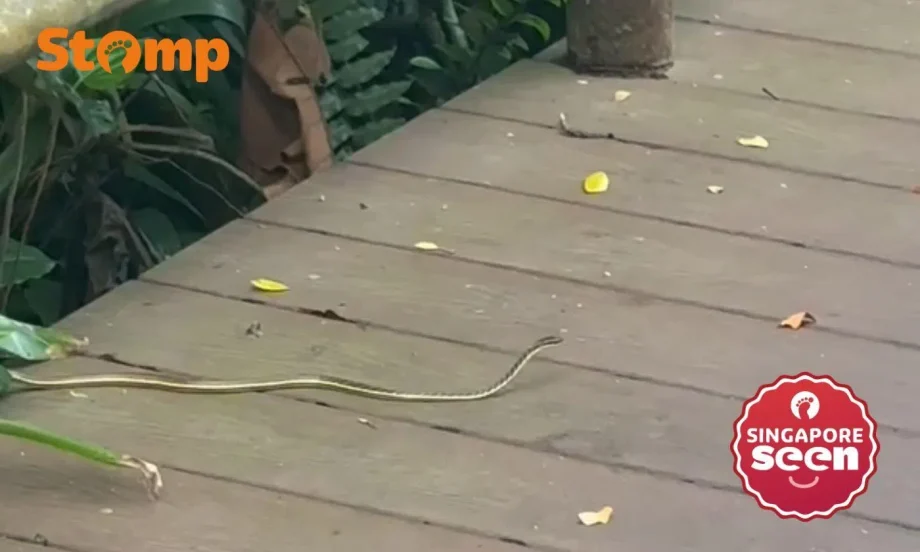 Man praises Singapore Zoo for quick action on snake sighting Man praises Singapore Zoo for quick action on snake sighting
