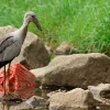 Asian openbills: A feathered migrant reshaping Singapore parks
