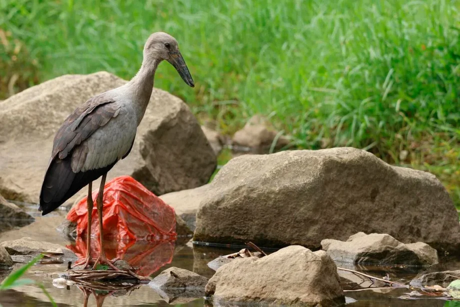Asian openbills: A feathered migrant reshaping Singapore parks