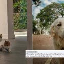 Netizen calls out helpers in Bukit Purmei for allegedly sitting instead of walking dogs, receives backlash
