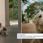 Netizen calls out helpers in Bukit Purmei for allegedly sitting instead of walking dogs, receives backlash
