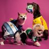 adidas launches first pet collection in Singapore
