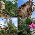 Phase 2 Opens May 20 with Zip Lines, Treetop Walk, and Okapi Debut