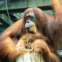 Visitors to Singapore Zoo can now see 2-month-old orangutan Ayaan, who was delivered via caesarean section