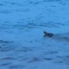 Crocodile spotted off Sentosa Cove caught and put down: NParks