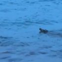 Crocodile spotted off Sentosa Cove caught and put down: NParks