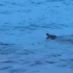Crocodile spotted off Sentosa Cove caught and put down: NParks