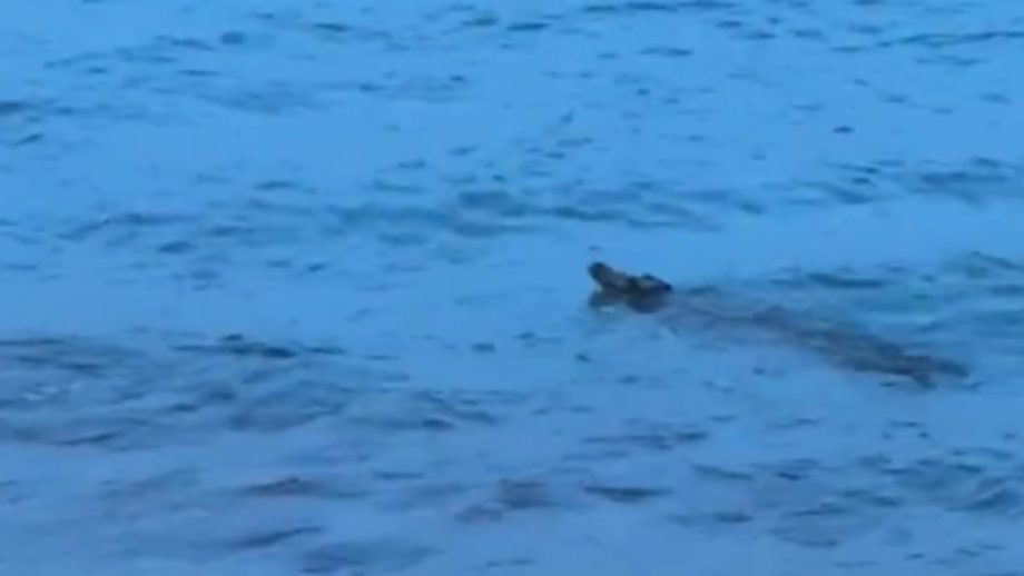 Crocodile spotted off Sentosa Cove caught and put down: NParks