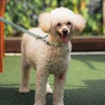 Raffles Courtyard goes pet-friendly from Jun 1
