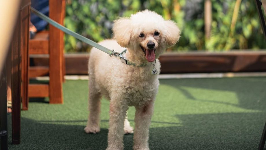 Raffles Courtyard goes pet-friendly from Jun 1 Raffles Courtyard goes pet-friendly from Jun 1