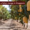 Never pick a fallen mango in Singapore or this could happen; what first-time travellers need to know about the country’s strict ‘fruit rules’