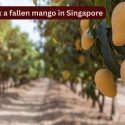 Never pick a fallen mango in Singapore or this could happen; what first-time travellers need to know about the country’s strict ‘fruit rules’