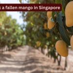 Never pick a fallen mango in Singapore or this could happen; what first-time travellers need to know about the country’s strict ‘fruit rules’
