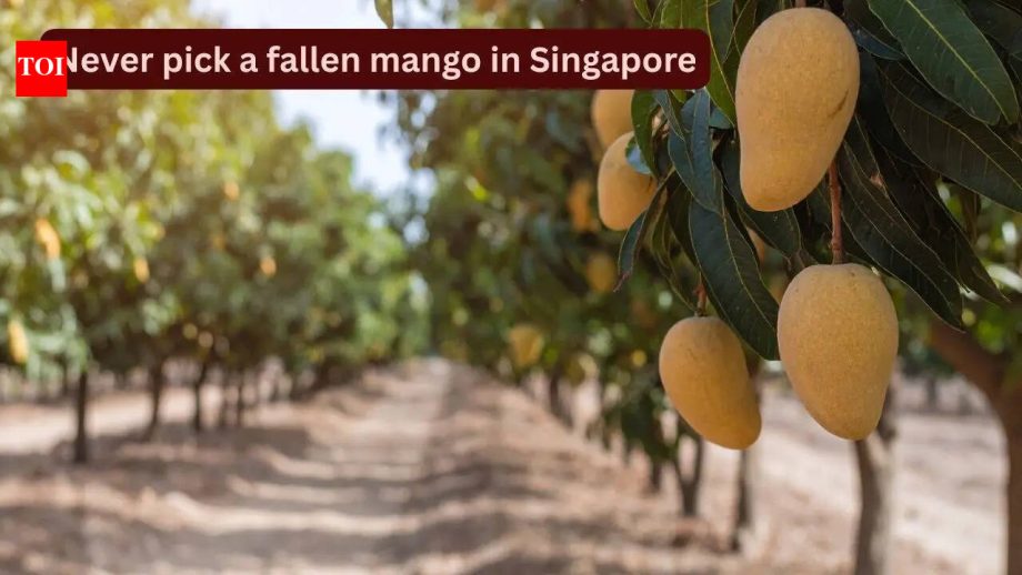 Never pick a fallen mango in Singapore or this could happen; what first-time travellers need to know about the country’s strict ‘fruit rules’