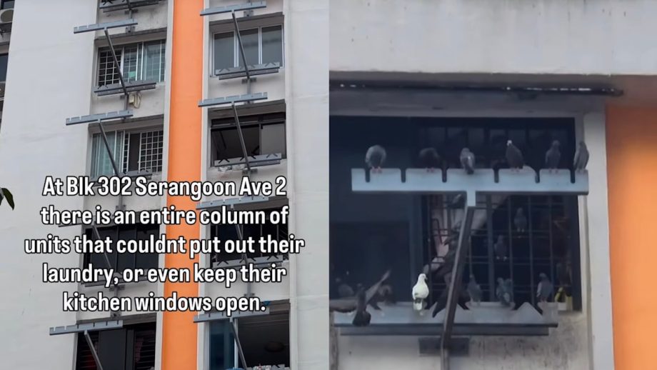 Serangoon Residents Say They Haven’t Been Able To Open Windows Or Hang Dry Laundry For 8 Years Due To Pigeon Droppings