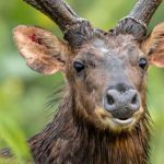 From near-extinction to 120 strong: Singapore’s sambar deer make a quiet comeback