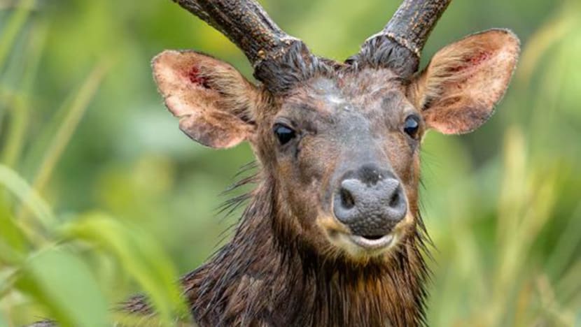 From near-extinction to 120 strong: Singapore’s sambar deer make a quiet comeback