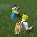 Indonesia’s rice farmers test climate-friendly methods that cuts methane emissions, raises yields