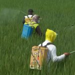 Indonesia’s rice farmers test climate-friendly methods that cuts methane emissions, raises yields