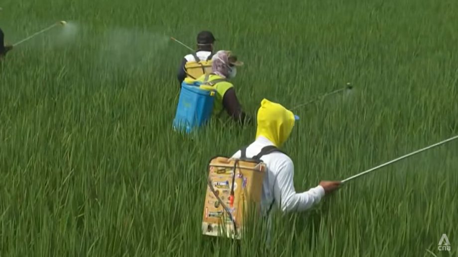 Indonesia’s rice farmers test climate-friendly methods that cuts methane emissions, raises yields Indonesia’s rice farmers test climate-friendly methods that cuts methane emissions, raises yields