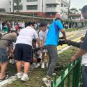 Over 20 residents, students rally to move seven-storey-tall fallen tree in Serangoon, Singapore News