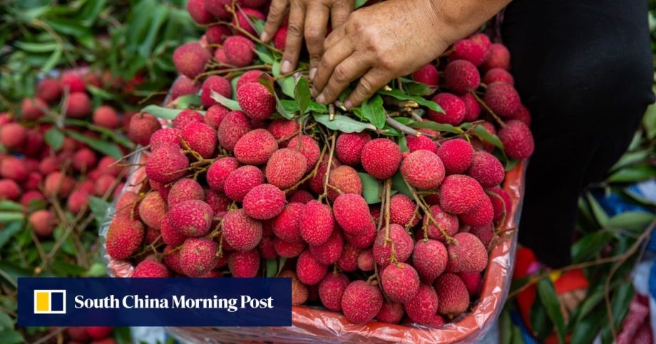 How many lychees are safe to eat in a day? What TCM says about the fruit