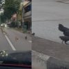 Mount Faber residents say chickens crowing feels like an ‘alarm clock’, evoking kampung atmosphere , Singapore News
