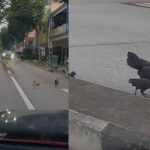 Mount Faber residents say chickens crowing feels like an ‘alarm clock’, evoking kampung atmosphere , Singapore News