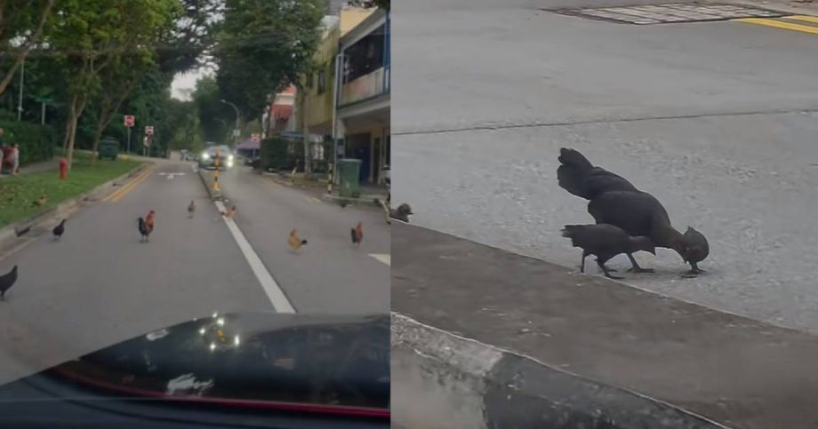 Mount Faber residents say chickens crowing feels like an ‘alarm clock’, evoking kampung atmosphere , Singapore News