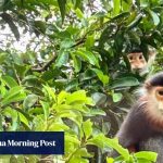 Hiking ‘Monkey Mountain’ in Da Nang, Vietnam, in search of the most beautiful primate