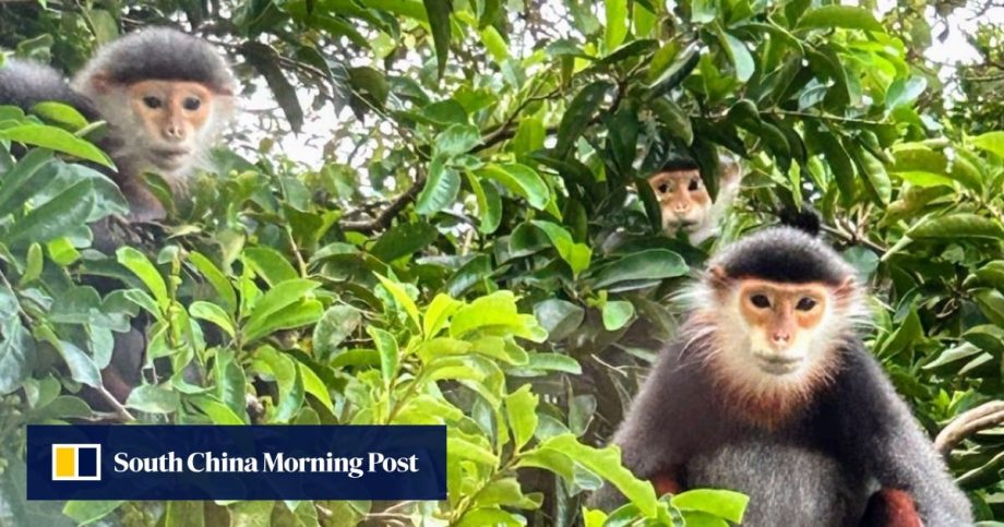 Hiking ‘Monkey Mountain’ in Da Nang, Vietnam, in search of the most beautiful primate