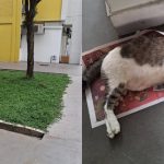 ‘Justice for Johnny’: Netizens outraged after Ang Mo Kio community cat found dead, Singapore News