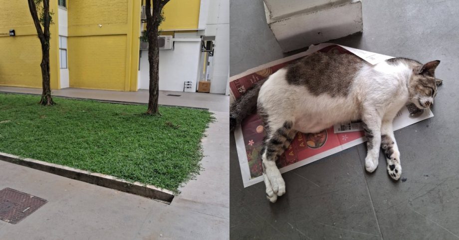 ‘Justice for Johnny’: Netizens outraged after Ang Mo Kio community cat found dead, Singapore News ‘Justice for Johnny’: Netizens outraged after Ang Mo Kio community cat found dead, Singapore News