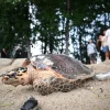 Critically endangered hawksbill turtle spotted in East Coast Park