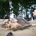 Critically endangered hawksbill turtle spotted in East Coast Park