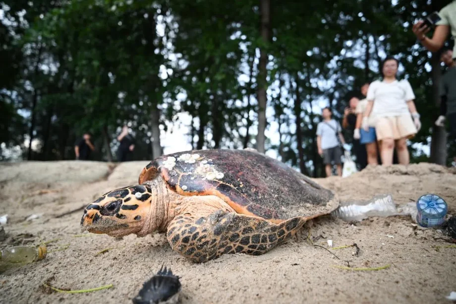 Critically endangered hawksbill turtle spotted in East Coast Park Critically endangered hawksbill turtle spotted in East Coast Park