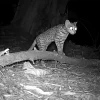 Critically endangered leopard cats in Changi to be relocated