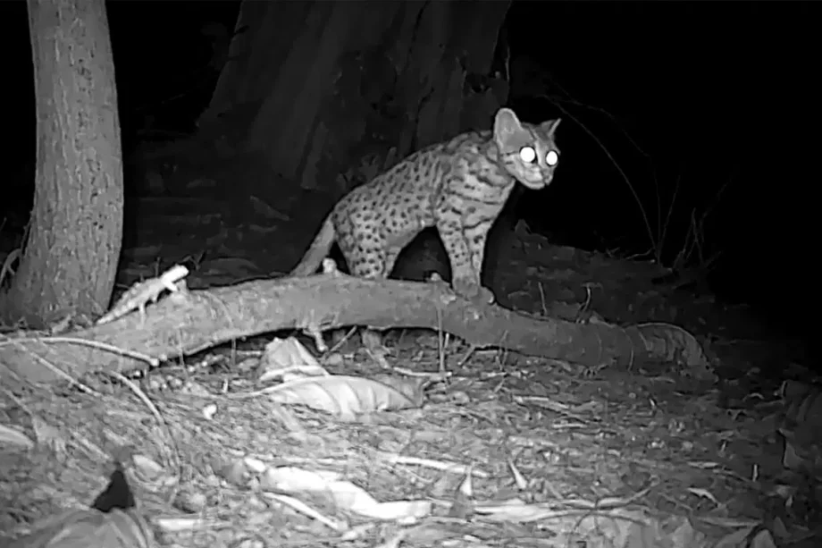 Critically endangered leopard cats in Changi to be relocated